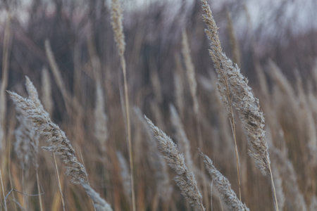 Dry grass natural background. Autumn nature. Sunset in the field. Calm and natural background, pastel colors.の写真素材