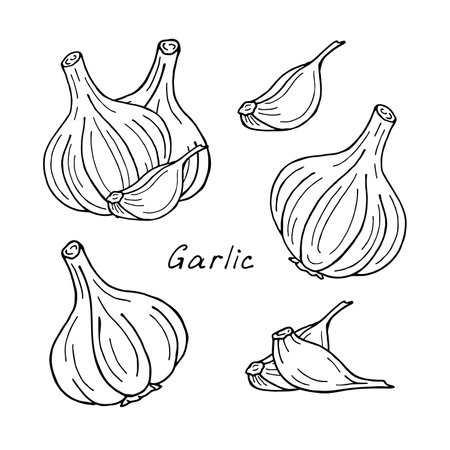 Set of hand-draw garlic on white background. vector sketch illustration.のイラスト素材