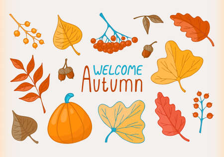 Vector set of autumn elements. Hand drawn leaves, rowan and pumpkin. Modern fall seasonal decor.のイラスト素材