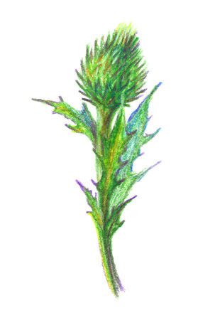 Hand drawn illustration of a thistle flower.のイラスト素材