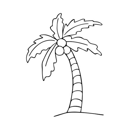 Doodle of palm tree isolated on white background. Hand drawn vector illustration of coco palm.のイラスト素材