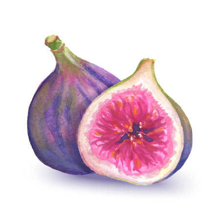 Watercolor half and whole figs isolated on white background. Vector realistic illustration of fruits.のイラスト素材