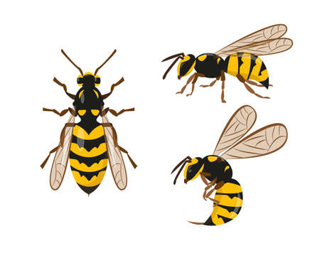 Wasp or hornet icons set on white background. Vector illustration.のイラスト素材