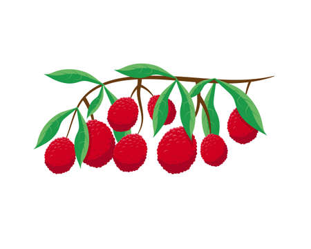 Lychee fresh fruits on the branch on the white background. Vector illustration.のイラスト素材