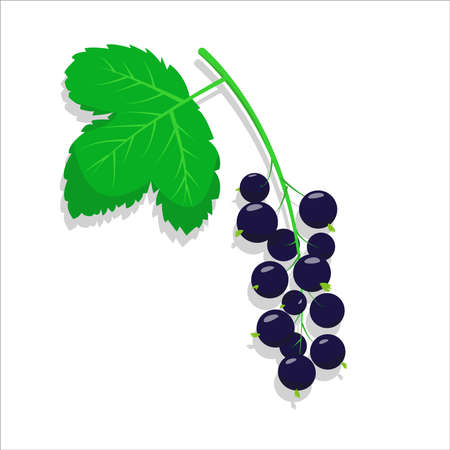 Black currant with leaves. Currant icons on the white background. Vector illustration.のイラスト素材