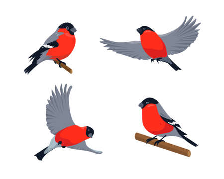 Set of bullfinches in different poses isolated on white background. Vector illustration.のイラスト素材
