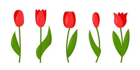 Set of red tulips isolated on white background. Flowers elements for spring or festive design.のイラスト素材