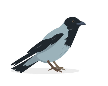 Crow bird icon. Sitting or standing gray crow isolated on white background. Vector illustration.のイラスト素材