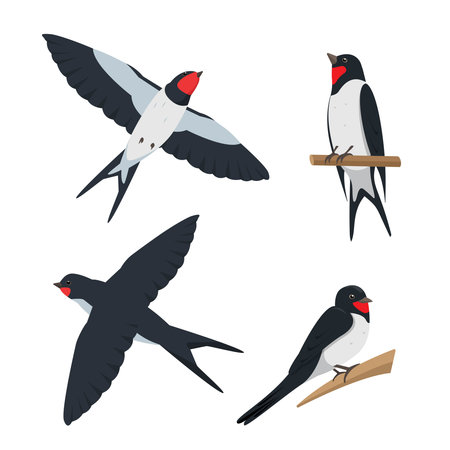 Set of swallows in different poses.のイラスト素材