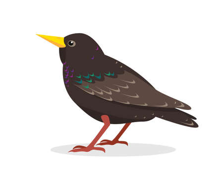 Starling bird icon isolated on white background.のイラスト素材