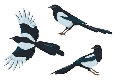Magpie birds set. Magpies in different posesのイラスト素材