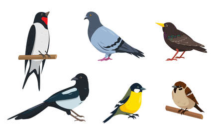 Sparrow, tit, starling, swallow, dove and magpieのイラスト素材