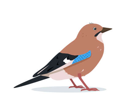 Eurasian Jay bird icon for ornithology or nature design.のイラスト素材
