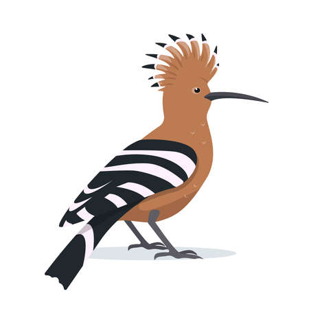 Hoopoe bird. Bright sitting cute Bird for nature design. Cartoon vector icon illustration isolated on white background.のイラスト素材
