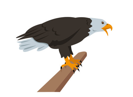 Bald Eagle sitting on branch. Bird icon isolated on white background. North American eagle for Nature, bird watching and ornithology design. Vector cartoon or flat illustration.のイラスト素材