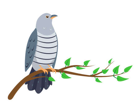 Cuckoo bird sitting on tree branch isolated on white background. Cucoos icon vector illustration for ornitology or nature design.のイラスト素材