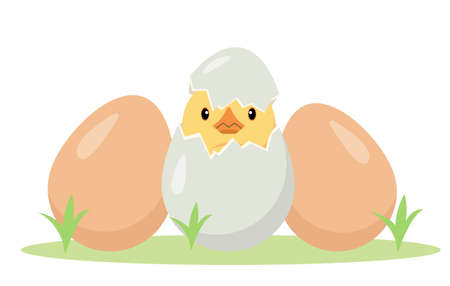 Little chick in cracked egg and whole chicken eggs. Newborn cute chicken baby, small bird hatching from egg. Farm or Easter concept vector illustration isolated on white background.のイラスト素材