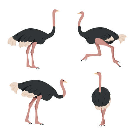 Set of Ostrich birds. Gray African big ostriches in different poses isolated on white background. Bird cartoon icon collection vector illustration.のイラスト素材