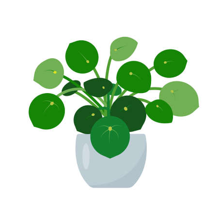 Chinese Money tree. Decorative house plant in ceramic flower pot isolated on white background. Flat or cartoon icon vector illustration for home decor and botanical design.のイラスト素材