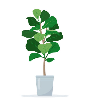 Fiddle leaf fig houseplant in flower pot. Decorative indoor house plant isolated on white background. Flat or cartoon vector illustration for cozy home or office interior.のイラスト素材
