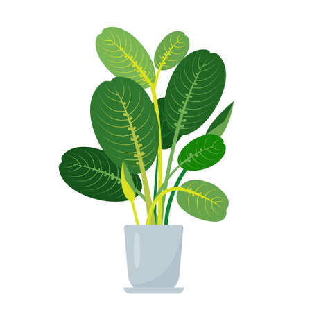 Tropical Prayer plant icon. Decorative house plant in ceramic flower pot isolated on white background. Flat or cartoon icon vector illustration for home decor and botanical design.のイラスト素材