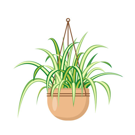 Chlorophytum or spider plant in hanging flower pot. Decorative indoor houseplant isolated on white background. Flat or cartoon vector illustration for cozy home or office interior.のイラスト素材