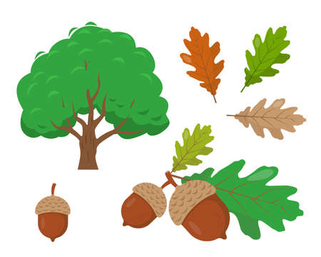 Oak tree, acorns and oak leaves isolated on white background. Nature icons set. Vector flat illustration.のイラスト素材