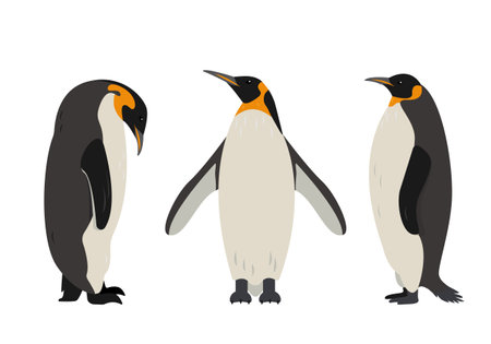 Penguin icons set. Collection of Big Emperor or King penguins isolated on white background. Flat or cartoon nature animal vector illustration.のイラスト素材