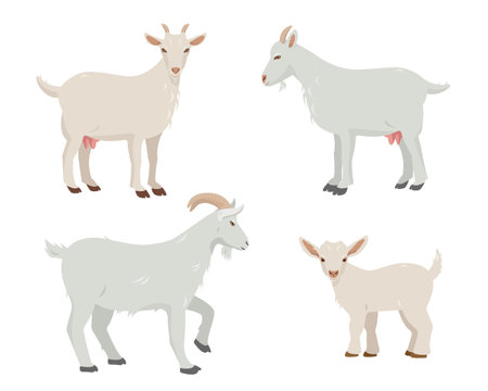 Set of male and female Goats and goatling kid. Goat Farm animals in different poses isolated on white background. Vector flat or cartoon illustration.のイラスト素材