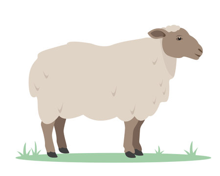 Sheep icon. Female farm animal on green grass. Wool production. Sheep isolated on white background. Vector flat or cartoon illustration.のイラスト素材