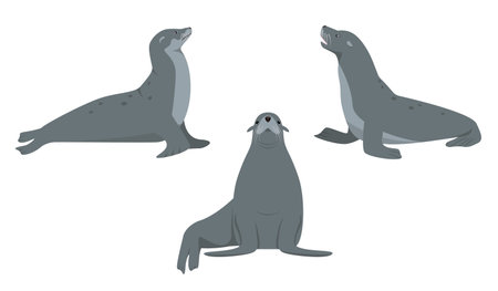 Set of sea lion or fur seal animals in different poses isolated on white background. Sea or ocean water mammal animal. Sealion icons. Vector flat or cartoon illustration.のイラスト素材