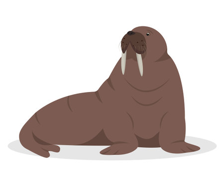 Walrus animal isolated on white background. Sea or ocean water mammal animal. Walrus icon. Nature Vector flat or cartoon illustration.のイラスト素材