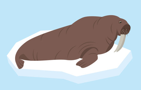 Walrus animal on ice in sea. Ocean aquatic mammal animal. Walrus icon. Nature Vector flat or cartoon illustration.のイラスト素材