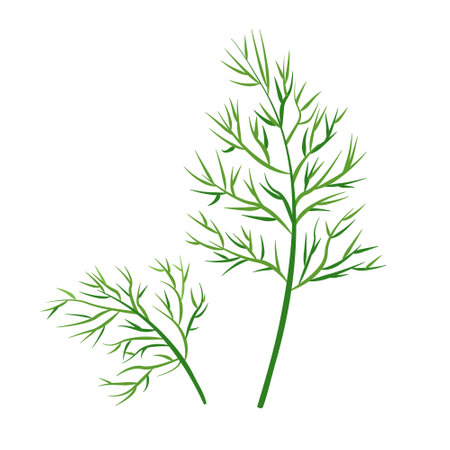 Fresh green Dill leaves isolated on white background. Dill herb design element in culinary, package, cooking concept. Vector illustration.のイラスト素材