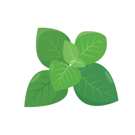 Fresh green Oregano leaves isolated on white background. Oregano herb for design element in culinary, package, cooking concept. Vector illustration.のイラスト素材