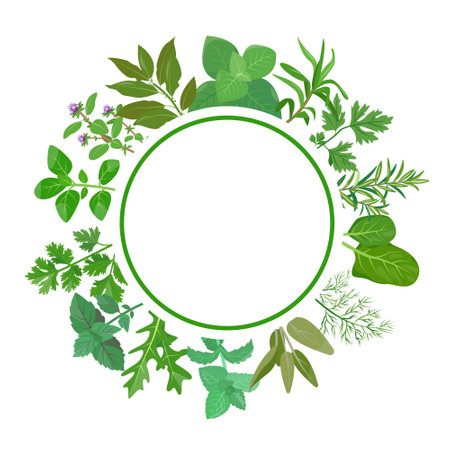 Culinary herbs in circle. Fresh green herb leaves with round emblem. Popular culinary herbs leaf set. Design concept for menu, restaurant, market. Vector illustration isolated on white background.のイラスト素材