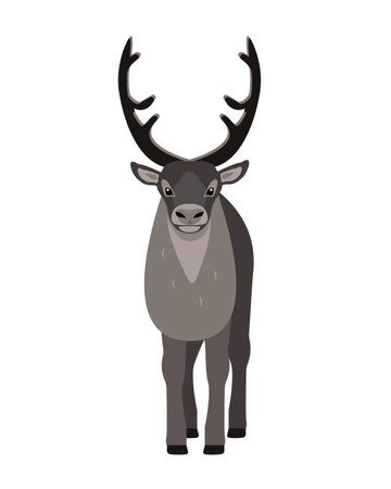 Reindeer front view. Horned deer isolated on white background. Wild forest animal with big horns in north cold climate. Flat vector illustration.のイラスト素材