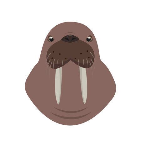 Walrus animal head front view. Sea or ocean water mammal animal face. Walrus icon. Nature Vector flat or cartoon illustration isolated on white background.のイラスト素材