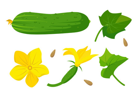 Cucumber, leaves, flower and seeds. Cucumber plant elements. Organic vegetables vegetarian food. Vector icons illustration isolated on white background.のイラスト素材