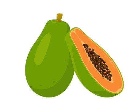 Fresh green Papaya exotic fruit, whole and half. Organic papaya vitamin healthy food. Vector plant icon illustration isolated on white background.のイラスト素材