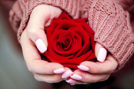 red rose in the hands of a young girl with a gentle manicureの写真素材
