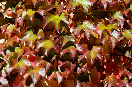 Texture of red and green grape leaves on the wall of a house in sunny days. Pefect background for your designの写真素材