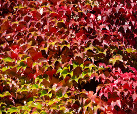 Texture of vibrant red and green grape leaves in sun. Perfect bright backdrop for your designの写真素材