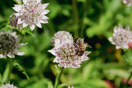 A working bee inside of a pale pink flower of wild garlic in summer gardenの写真素材