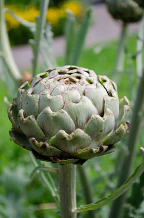 Wild green artichoke in garden park in summer. Front viewの写真素材