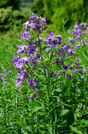 Bright lilac Campanula lactiflora (bellflowers) in green summer garden on a sunny dayの写真素材