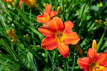 Bright orange lilium in green garden during summerの写真素材