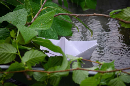 Cute and small white paper ship on water between green leaves in summer forest during rainの写真素材