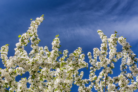 Apple blossom on the background of blue skyの写真素材