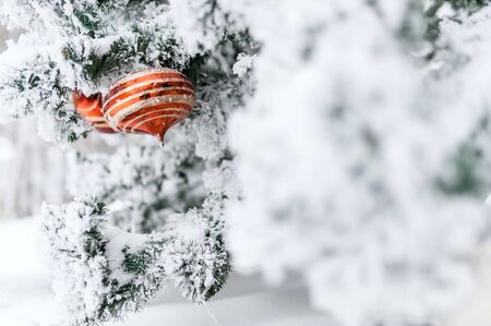 Snow-covered branch of a Christmas tree and red ball